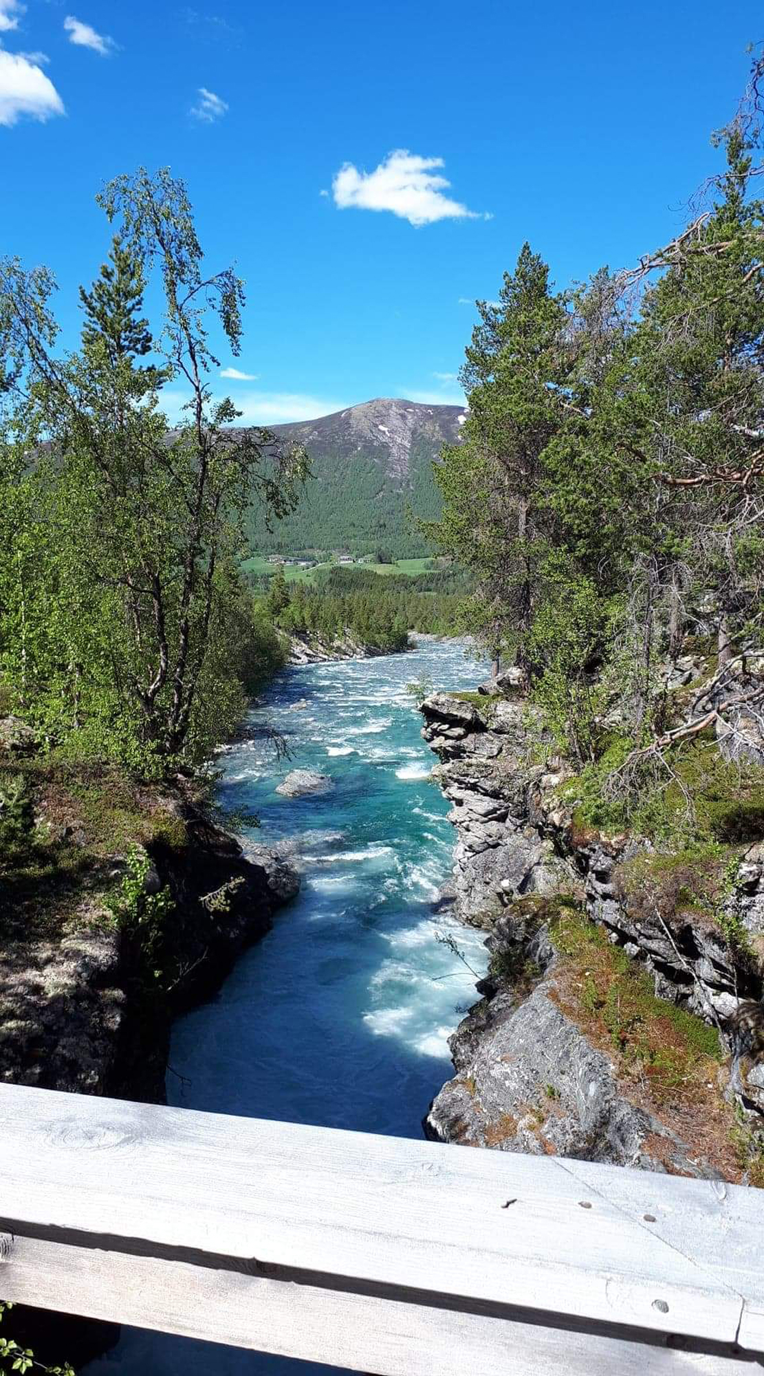 Elva Grøna